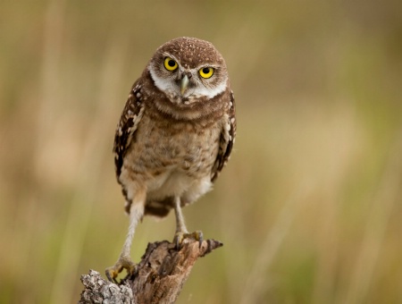 Burrowing Owl 