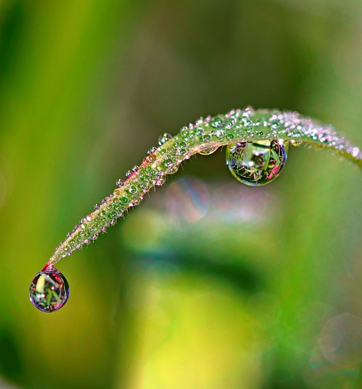 Heavy Dew On The Grass