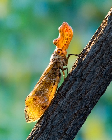 Peanut-Headed Lanternfly