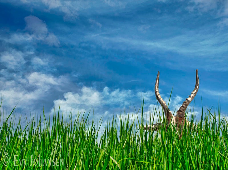 July 2014 Photo Contest Grand Prize Winner - Hiding