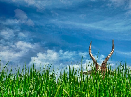 Photography Contest Grand Prize Winner - July 2014: Hiding