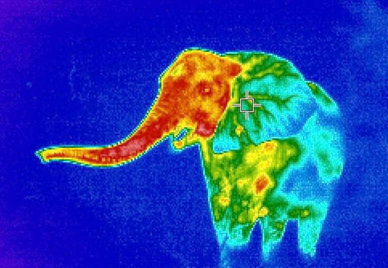 Young elephant (thermal image)