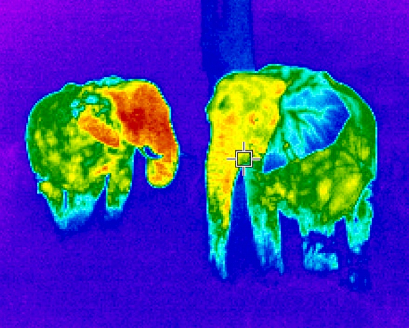 Mother and baby elephant (thermal image)