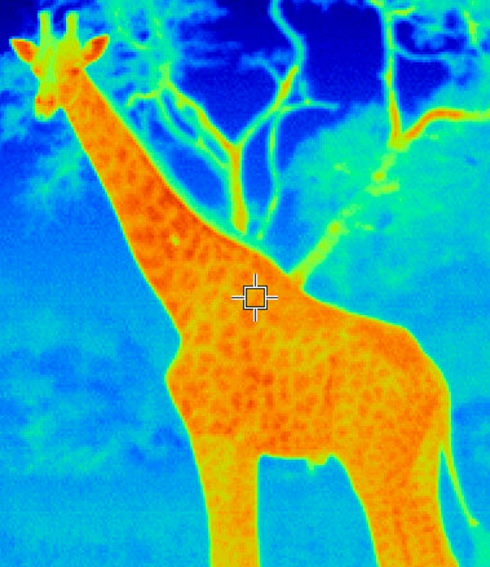 Giraffe (thermal image)