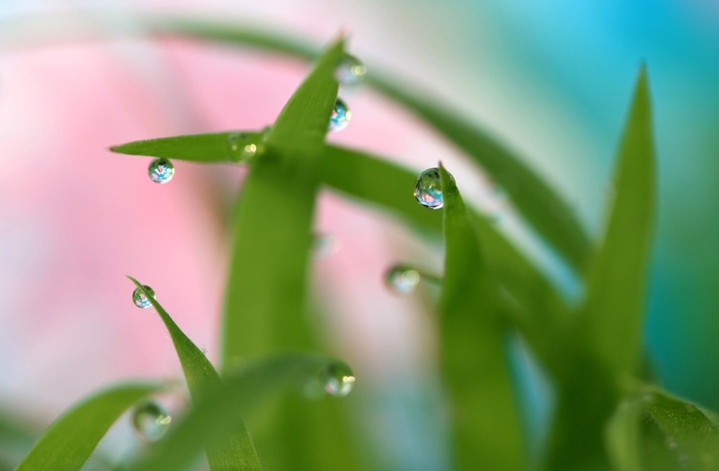 I See Dewdrops With Pictures