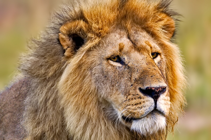 Masai's Lion