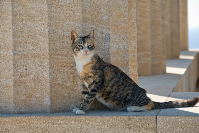 Rhodes Cat