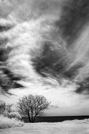 Tree and Sky