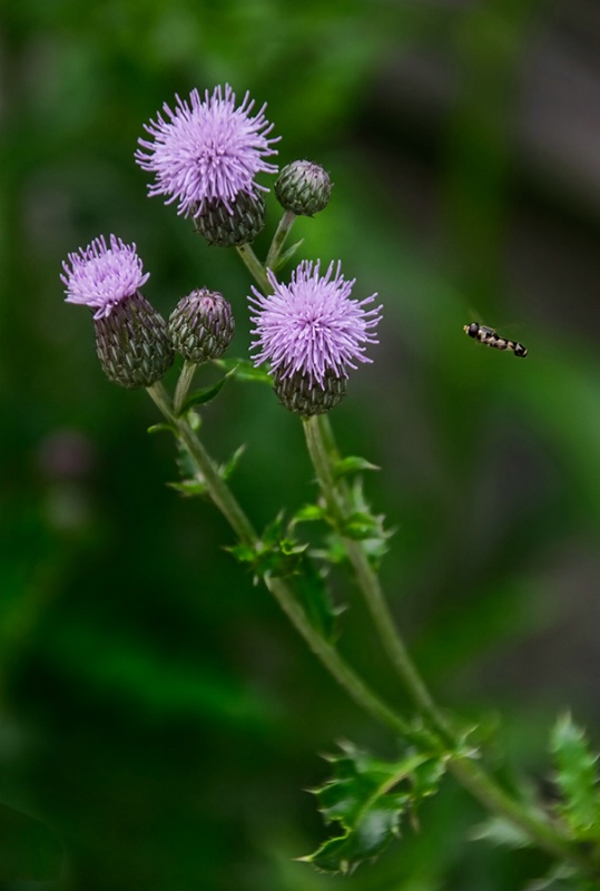 Making a Beeline for the Thistle Flower