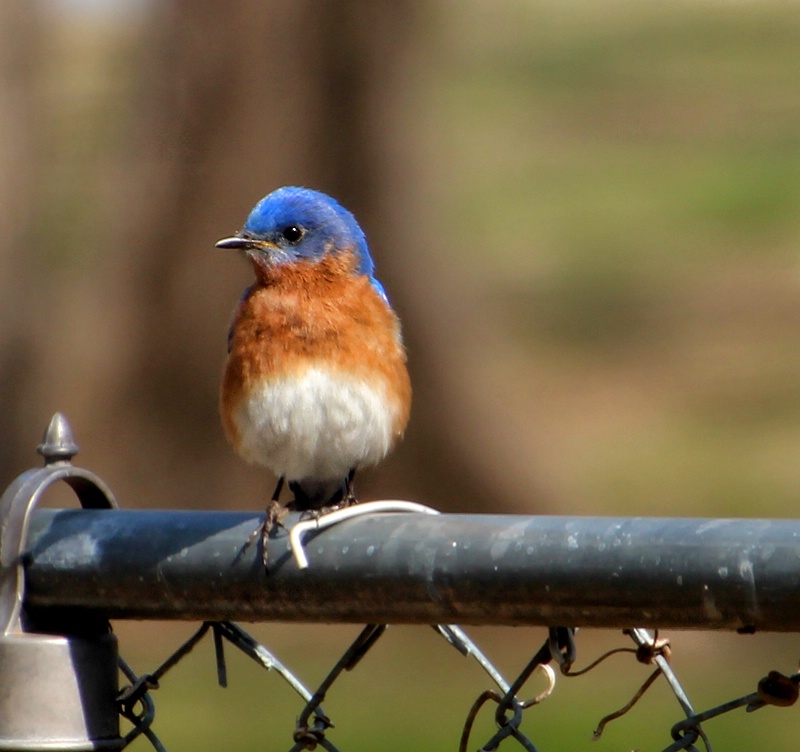 Mr. Blue On The Fence