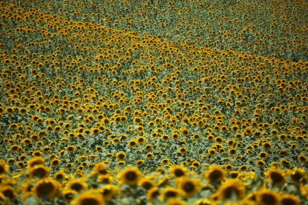 Sunflowers in Tuscany