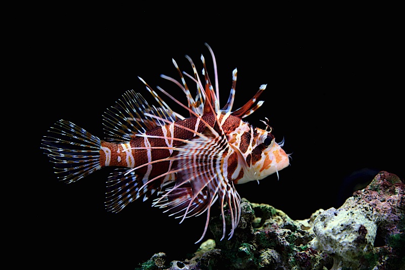"Pterois" (Lionfish)