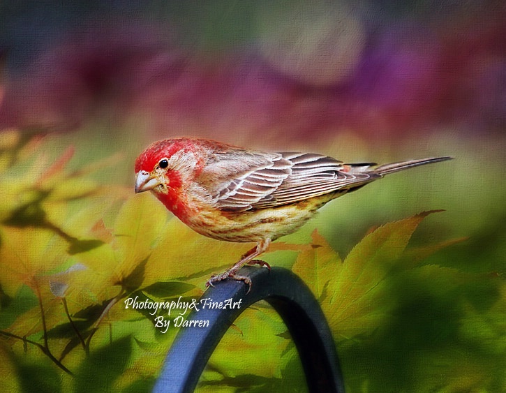 Red Finch