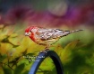 Red Finch