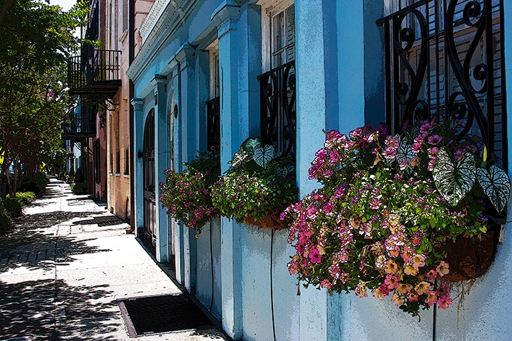 Flowers of the Row Houses