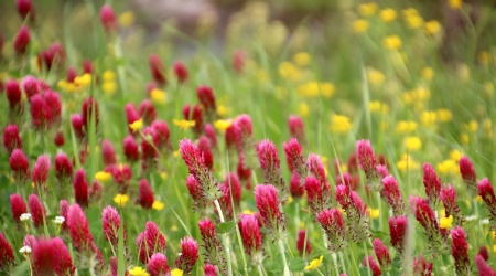 Colorful Oklahoma Wildflowers In Springtime