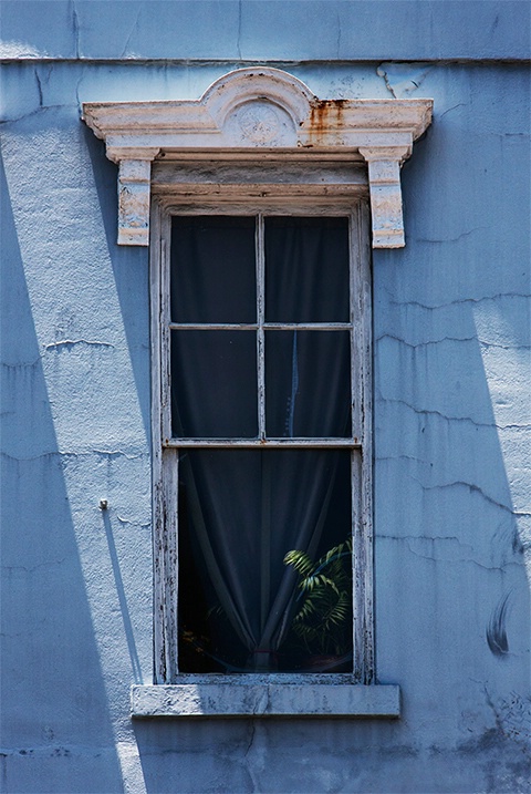 Fern in a Window in Blue