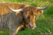 Highland Cow