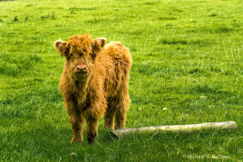 Highland Cow Calf