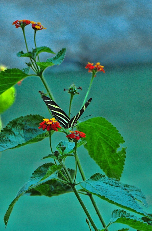 A  BUTTERFLY  ON THE  FLOWERS
