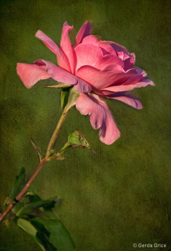 Pink Rose