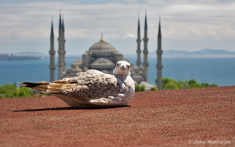 A Seagull in Istanbul