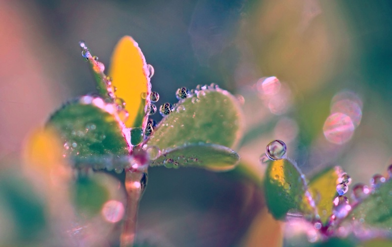 Dewdrops On Edges