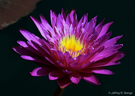 Tropical Waterlily - "Ultra Violet"