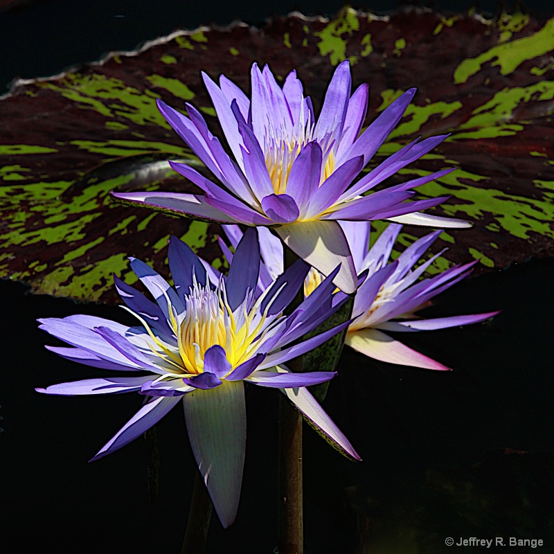Tropical Waterlily - "Star Of Siam"
