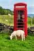 Call for Ewe