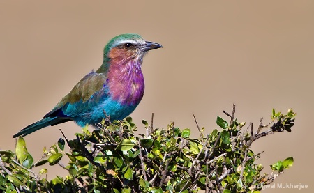 Lilac-breasted Roller 