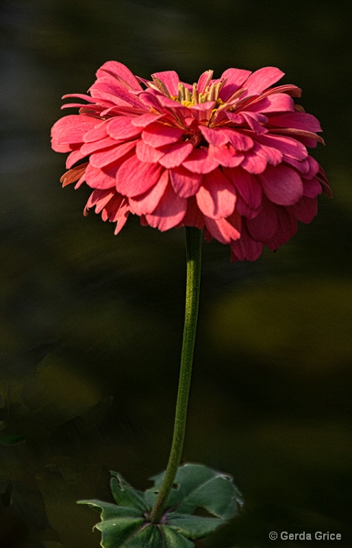 Aging Pink Zinnia