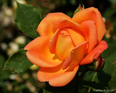 Shrub Rose - "Lady of Shalott"