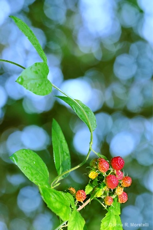 Wild berry plant