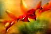 Summer Petals