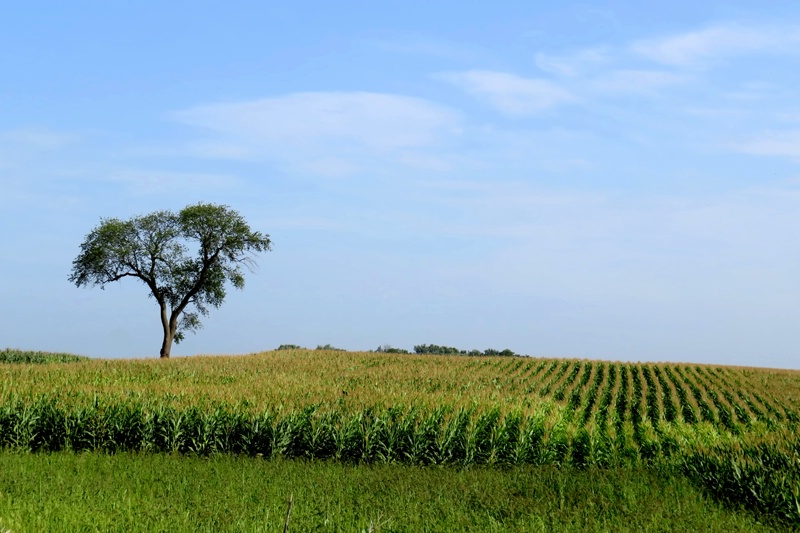 Tree And Corn Rows