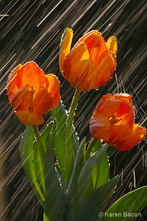 tulips in the rain