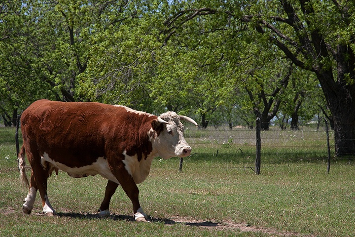 Brown Cow Walking