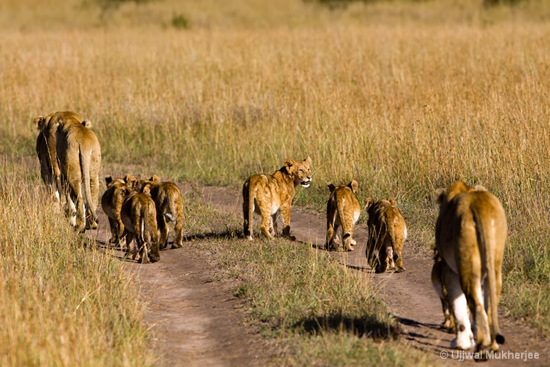 A pride of lions on the move