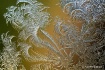 the frost that da...