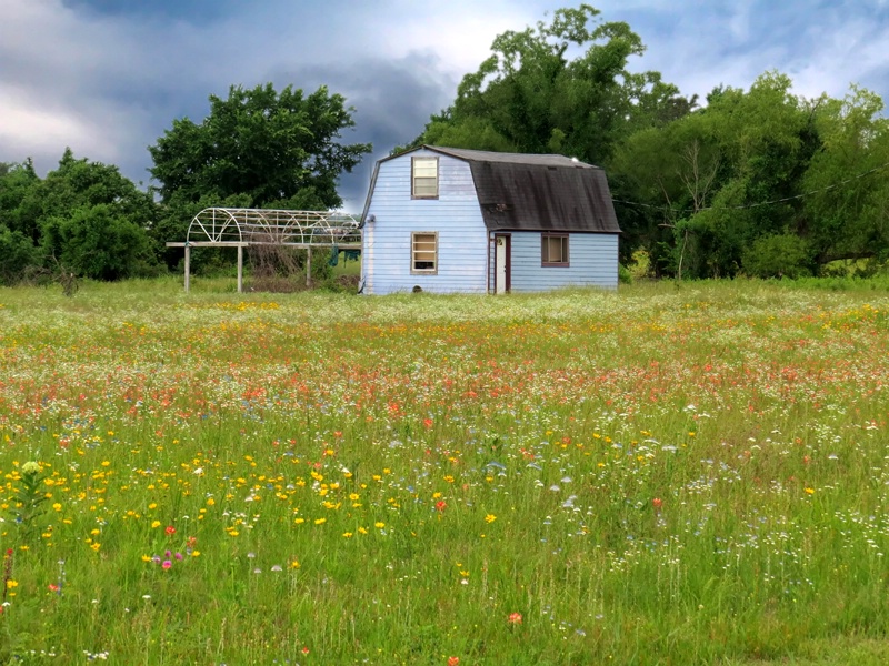 The Blue House And The Wildflowers