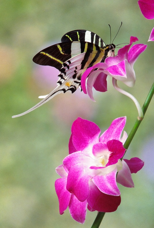 Swordtail Swallowtail