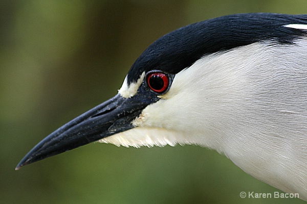 night heron