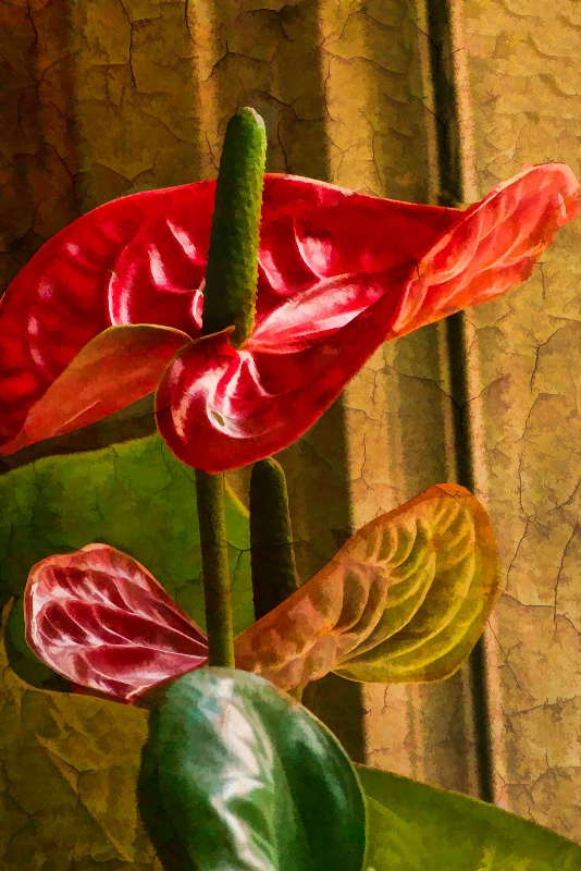 Anthurium