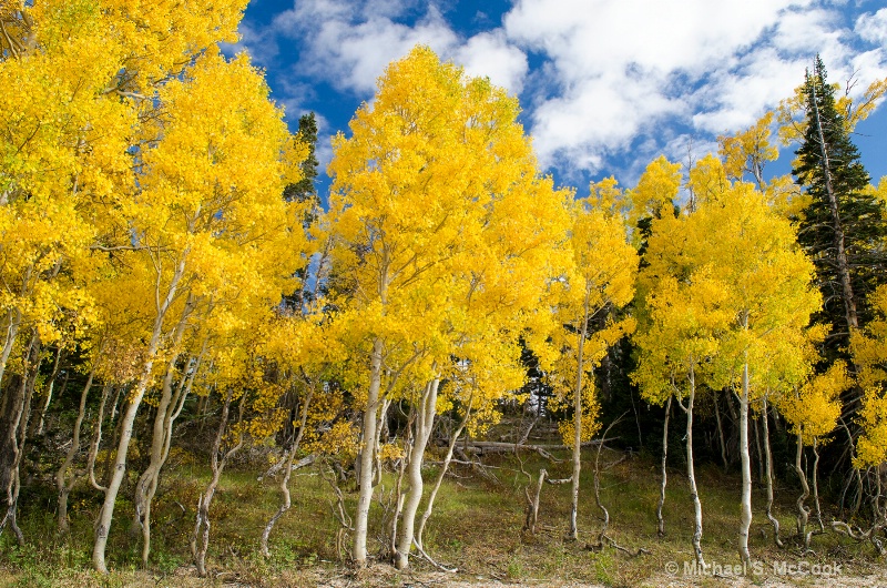 Autumn Colors Cedar Breaks NM, Utah