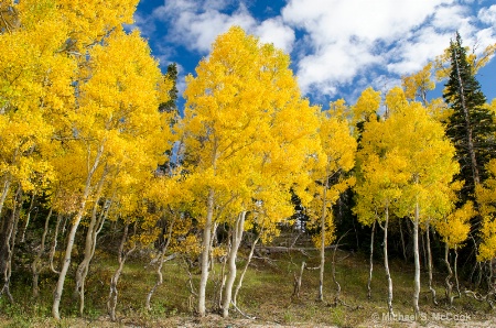 Autumn Colors Cedar Breaks NM, Utah