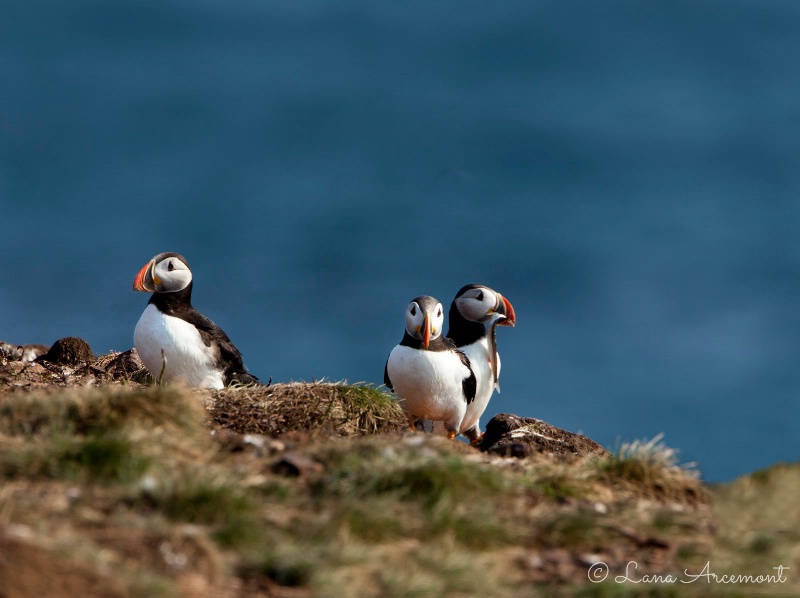 Puffins