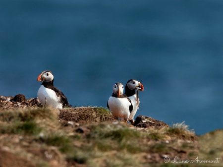 Puffins