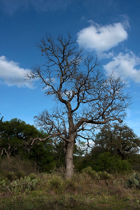 Arbol Sin Hojas