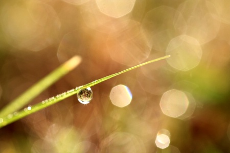 Dewdrops On Grass With Bokeh